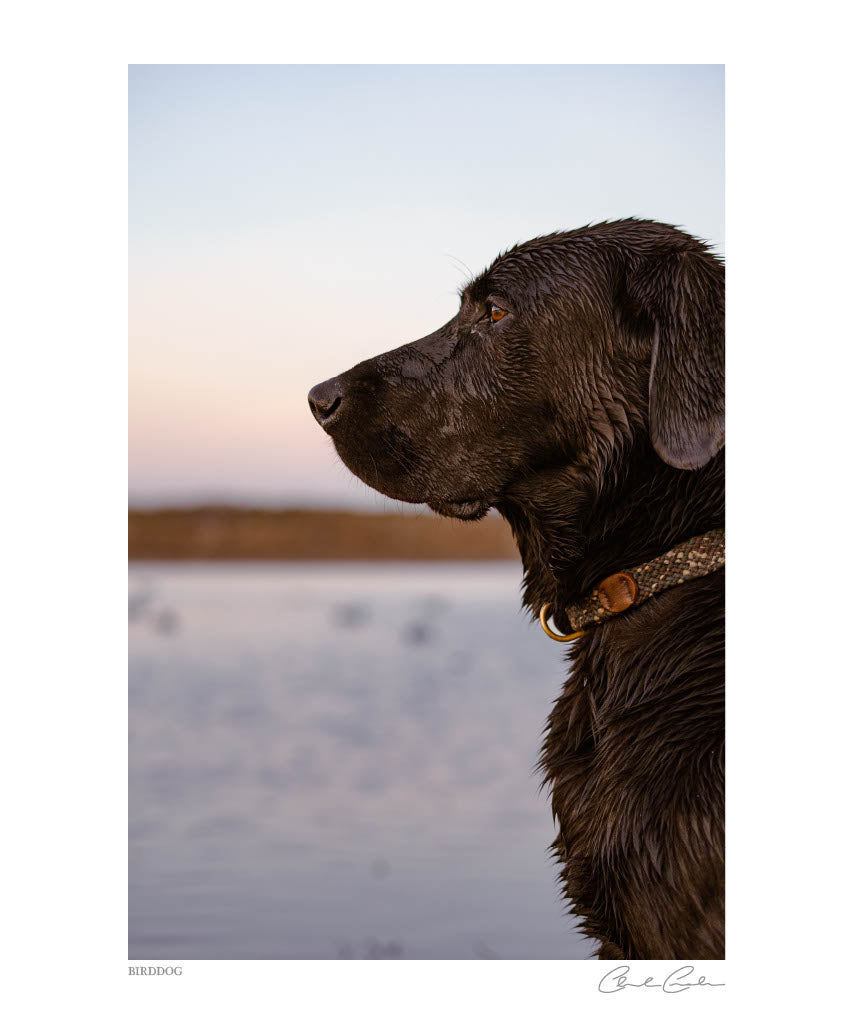 Birddog