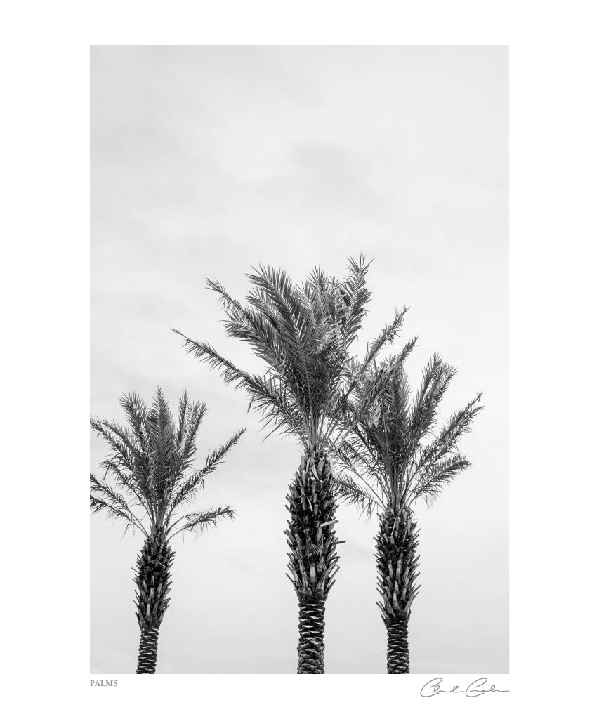 Palms